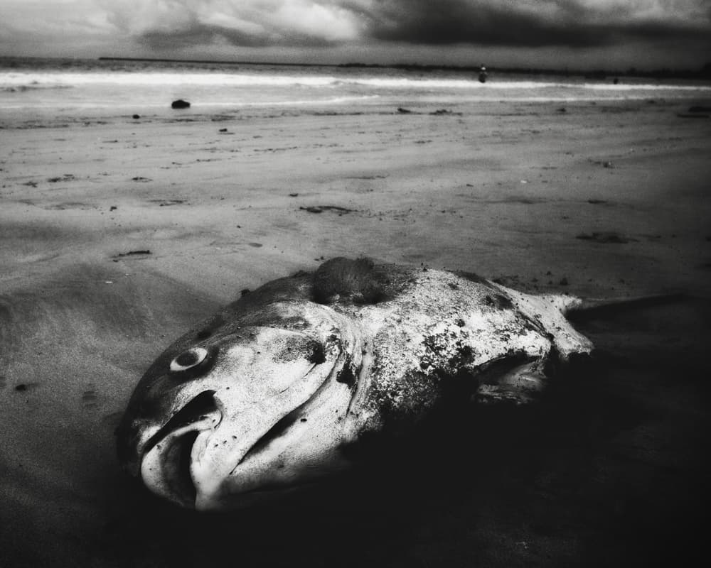 Dead Fish On Beach by Koji Sugimoto — canvas wall art