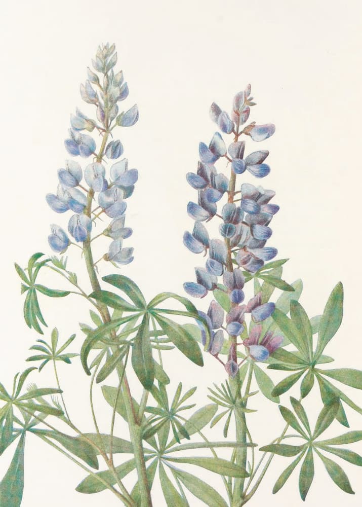 Sundial Lupine From North American Wildflowers (1925) By Mary Vaux Walcott by Mary Vaux Walcott — canvas wall art
