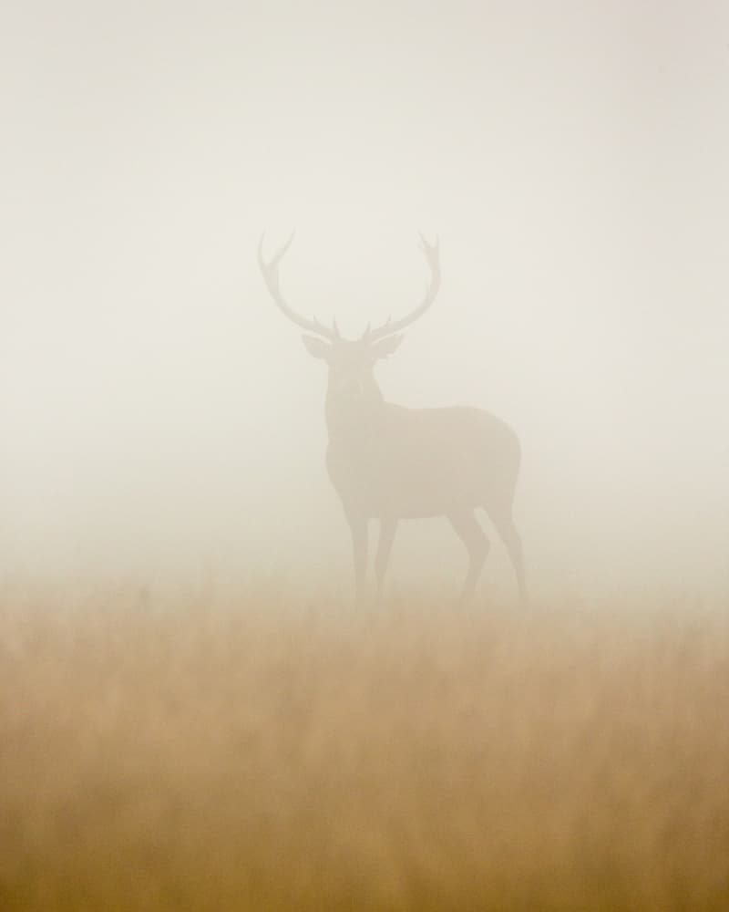 Stag in Morning Mist by Stuart Harling — canvas wall art