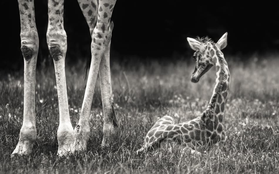 Baby Giraffe Gentle Rest by Andreas Feldtkeller — canvas wall art
