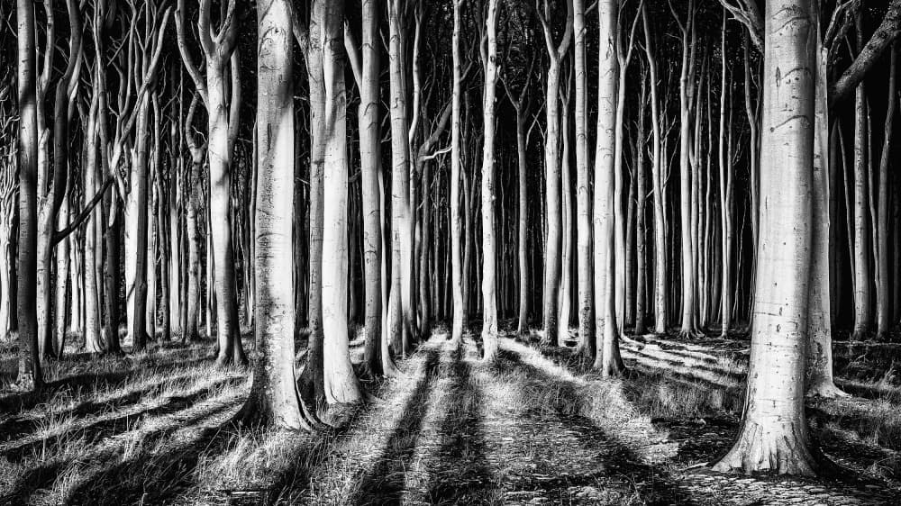 Dramatic Forest Light by piXXelpark — canvas wall art