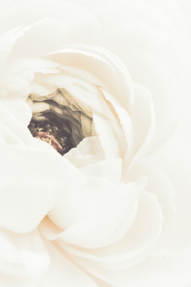 Soft White Ranunculus Bloom by Old Artists Studio III — canvas wall art