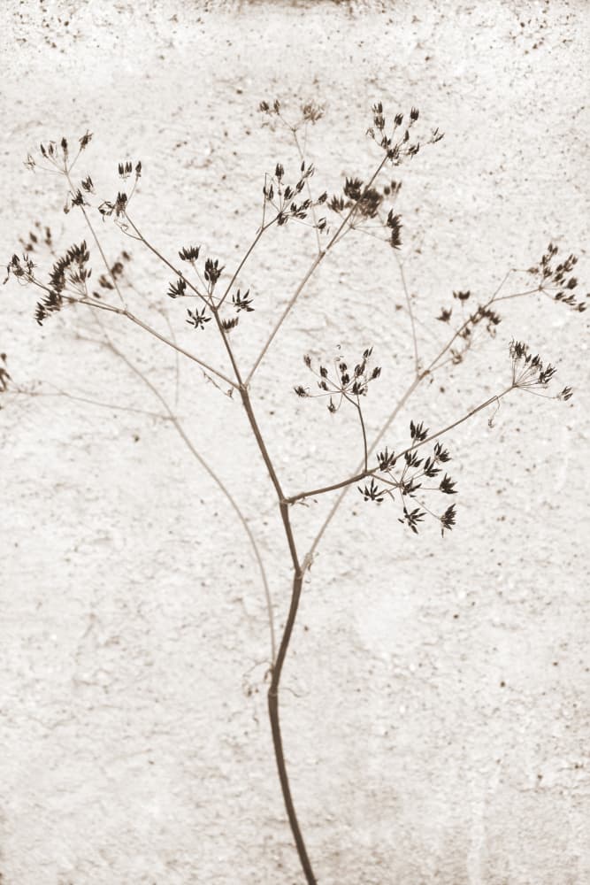 Delicate Dried Plant by Christina Sillen — canvas wall art