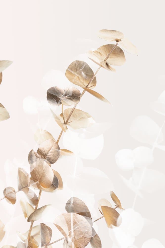 Soft Eucalyptus Leaves by Old Artists Studio III — canvas wall art