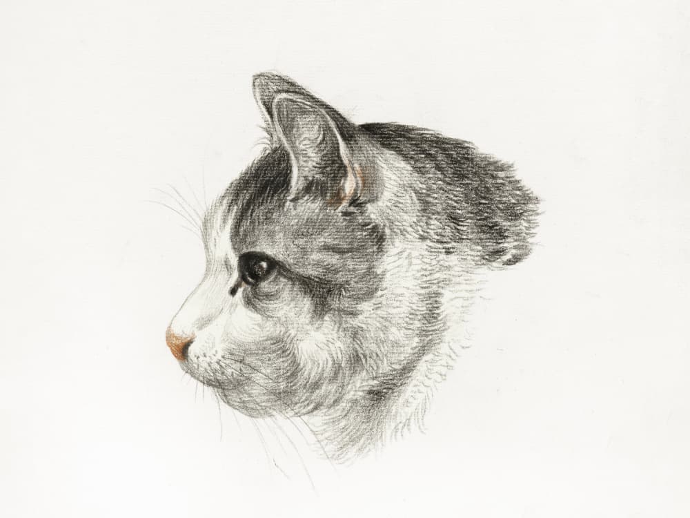 Sketch of a Cat (1819) By Jean Bernard (1775 1883) by Jean Bernard — canvas wall art