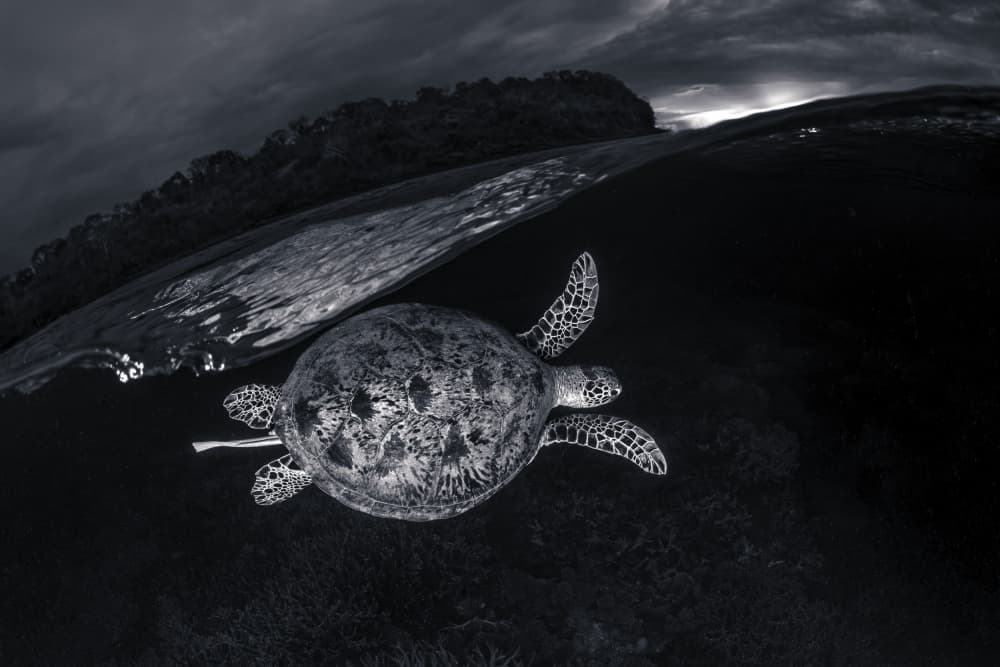 Dark Ocean Turtle by Barathieu Gabriel — canvas wall art