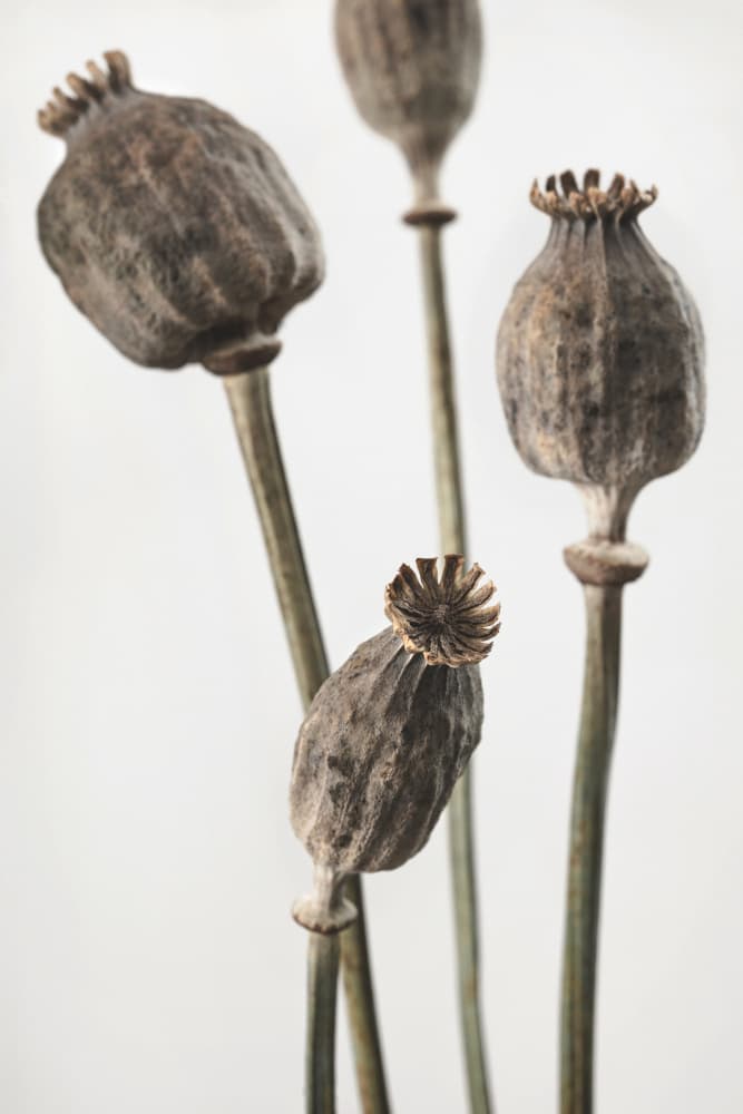 Earthy Poppy Seed Pods by Old Artists Studio III — canvas wall art