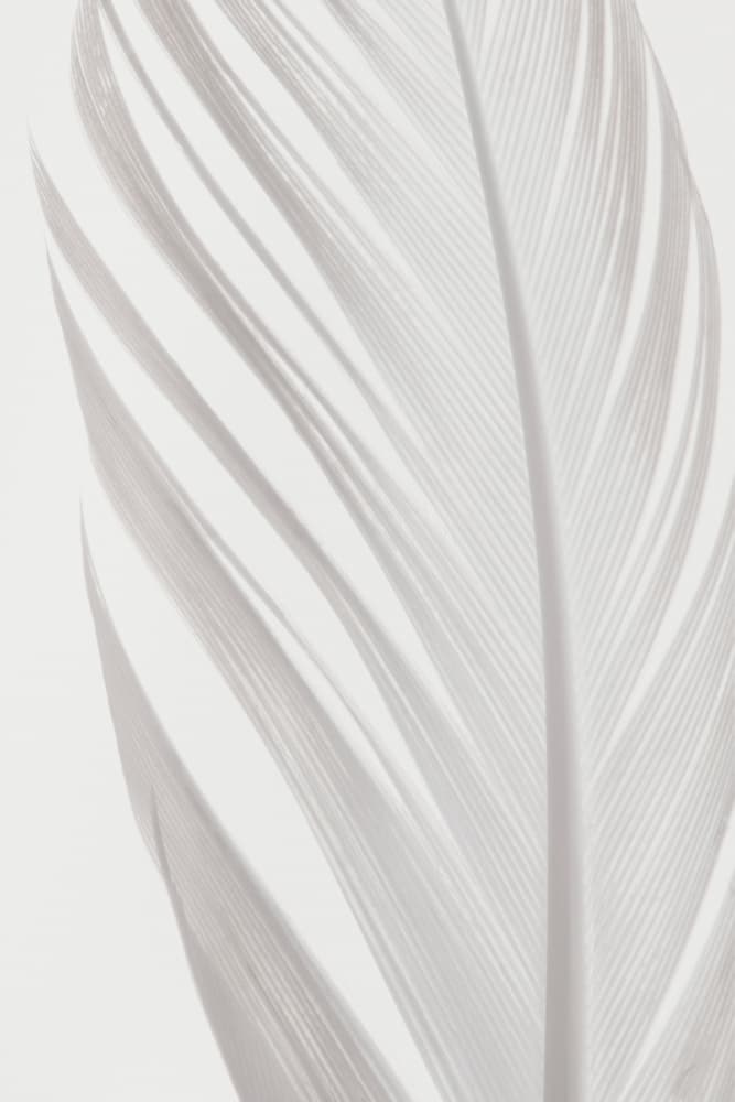 Delicate White Feather by Old Artists Studio III — canvas wall art