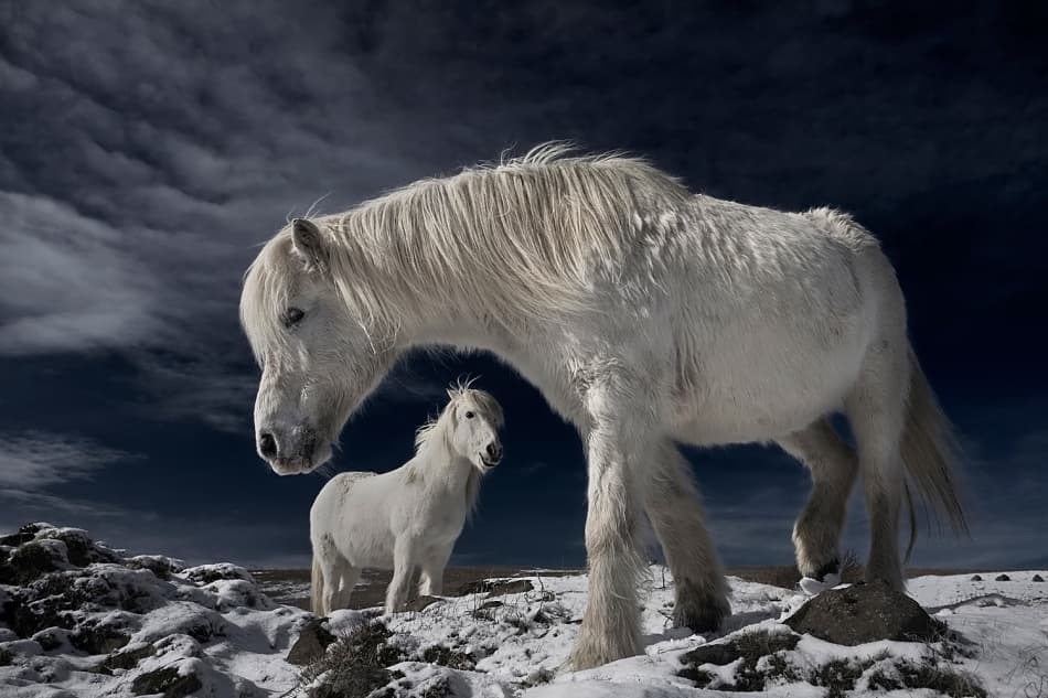 White Horses In Snow by Bragi Ingibergsson - BRIN — canvas wall art