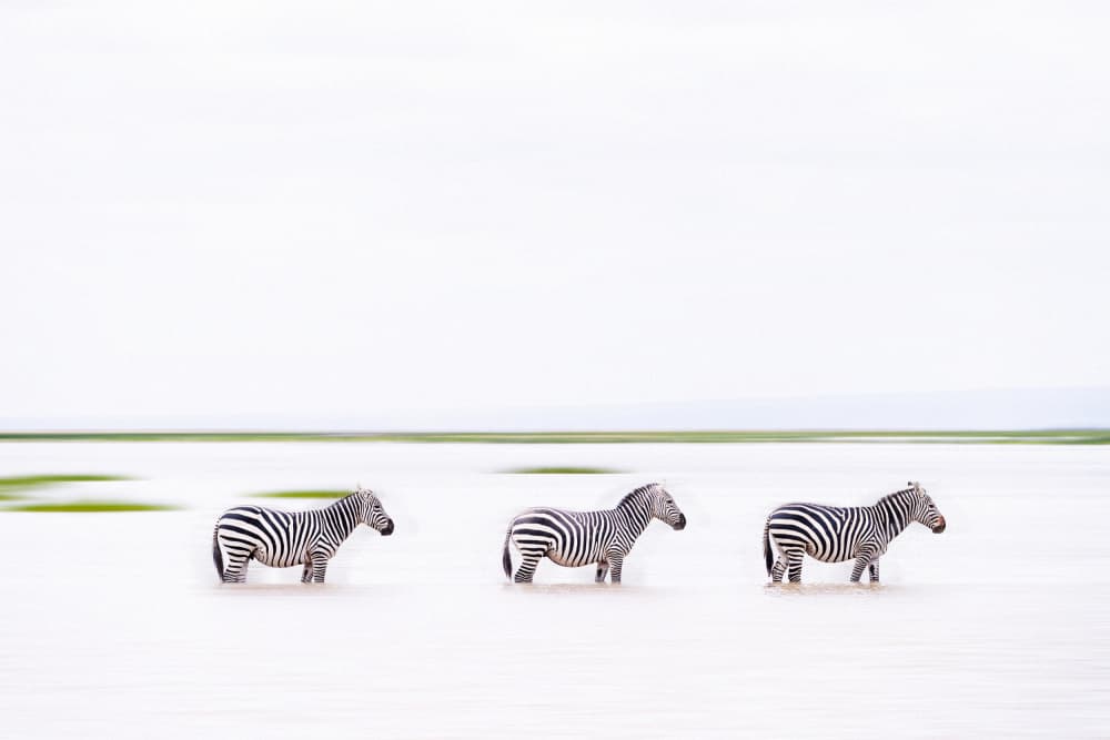 Three Zebras in Motion by Zewen Huang — canvas wall art