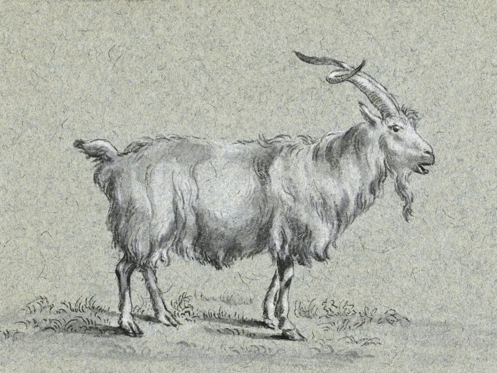 Standing Goat By Jean Bernard by Jean Bernard — canvas wall art