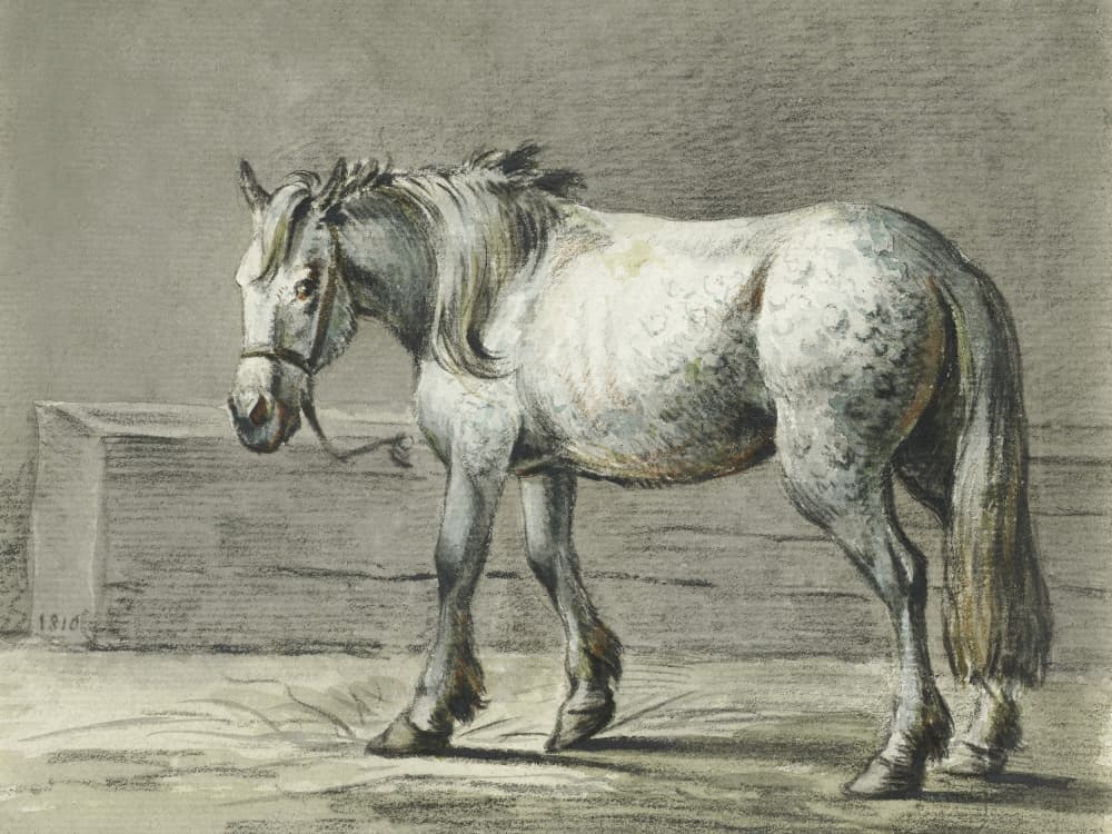 Standing Horse (1810   1816) By Jean Bernard by Jean Bernard — canvas wall art