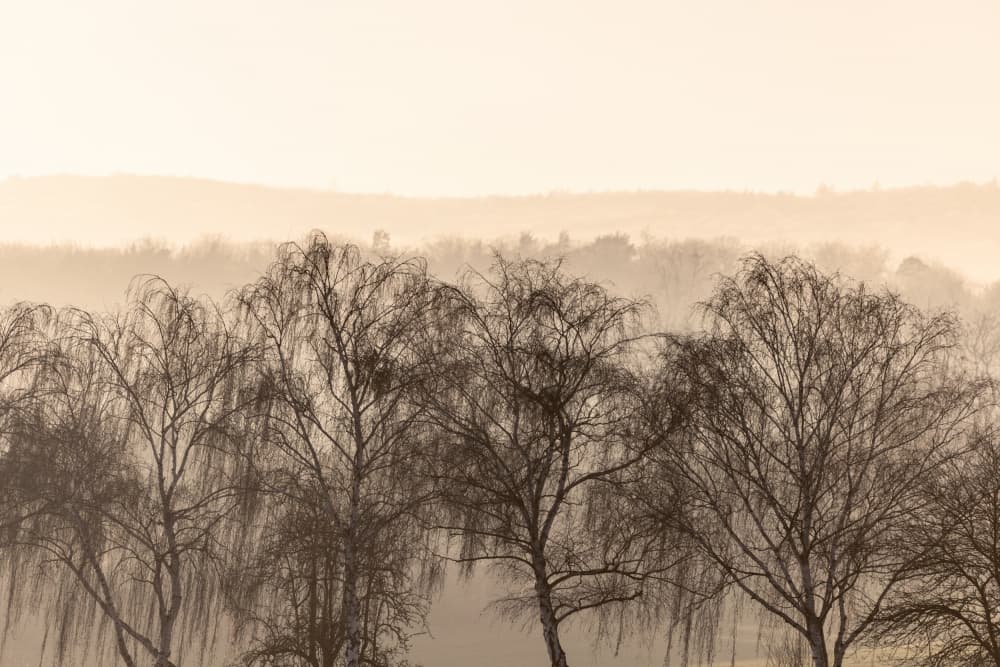 Fading Horizons 1 by Mareike Böhmer — canvas wall art