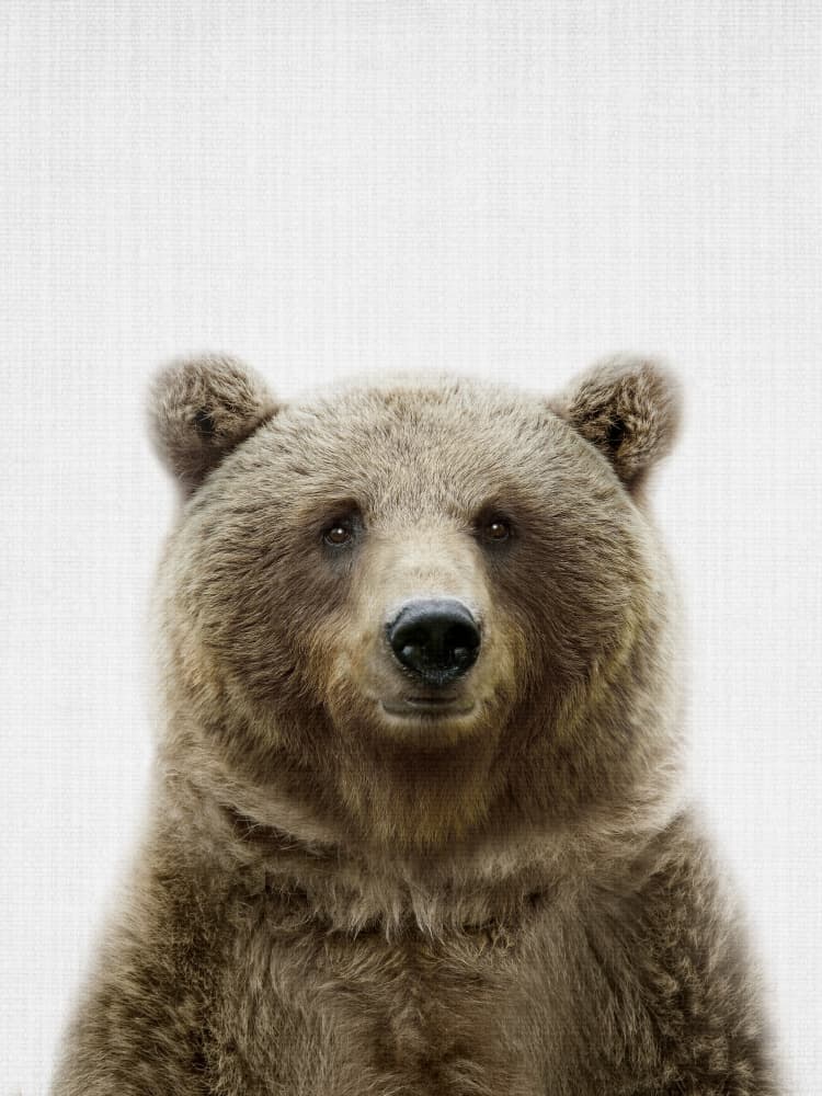 Brown Bear Portrait by Lila &amp; Lola — canvas wall art