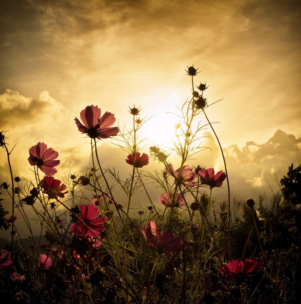 Watching the Sun by Christian MARCEL — canvas wall art