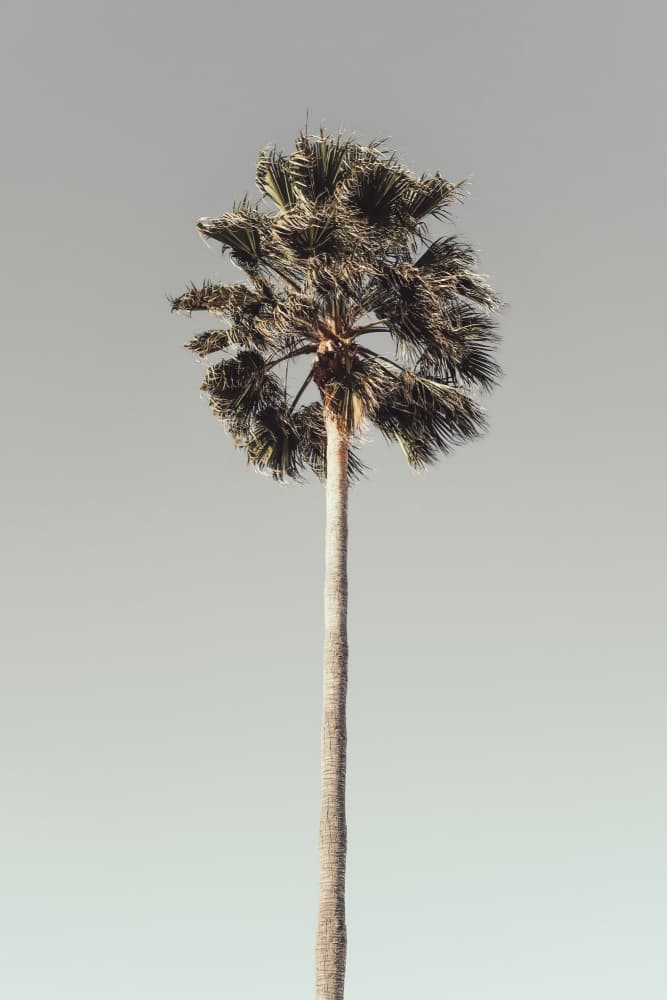 Tropical Tree Serenity by Old Artists Studio III — canvas wall art