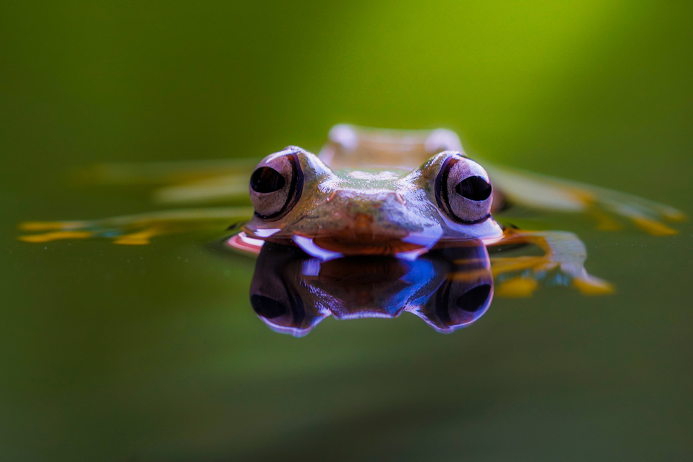 Reflecting Green Frog by Andi Halil — canvas wall art