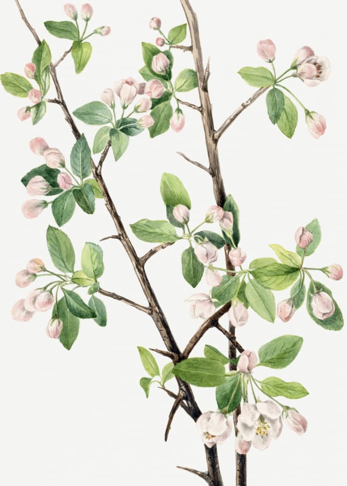 Wild Sweet Crab (1920) by Mary Vaux Walcott — canvas wall art