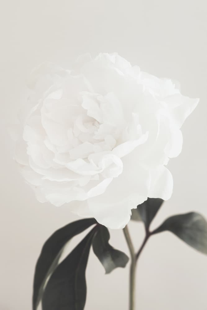 Elegant White Peony by Old Artists Studio III — canvas wall art