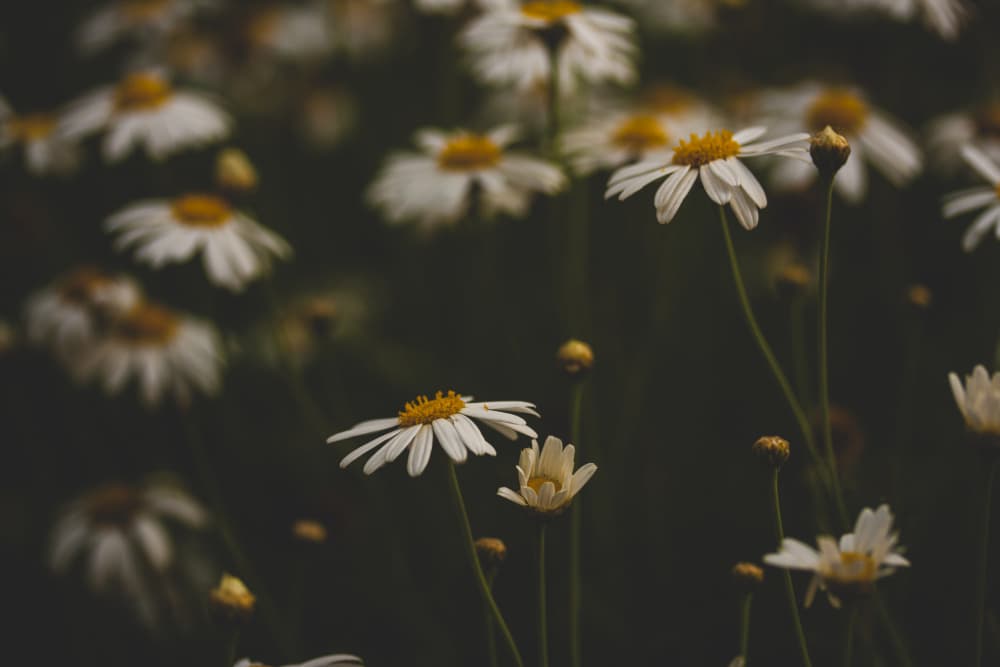 White Daisies In Bloom by engin akyurt — canvas wall art