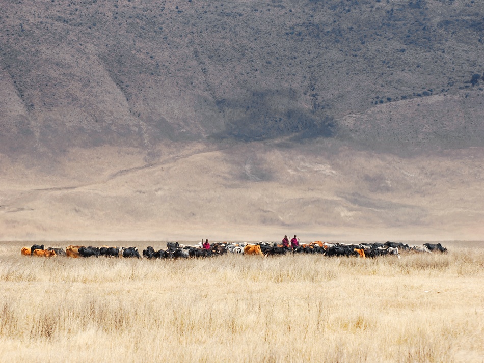 Maasai Herders African Plains by Mathilde Guillemot — canvas wall art