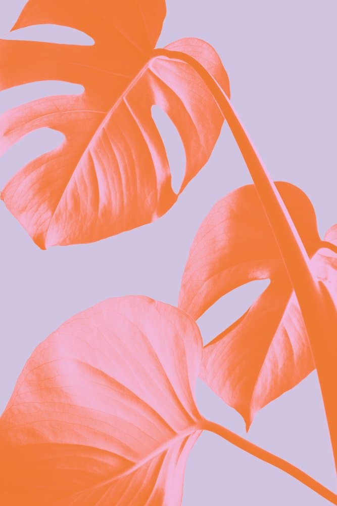 Vibrant Monstera Leaves by Old Artists Studio III — canvas wall art