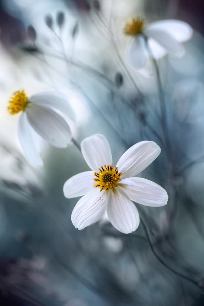 Cosmos by Mandy Disher — canvas wall art