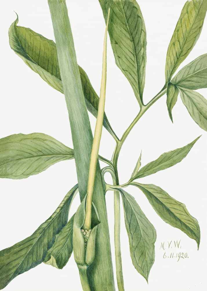 Greendragon (1920) by Mary Vaux Walcott — canvas wall art