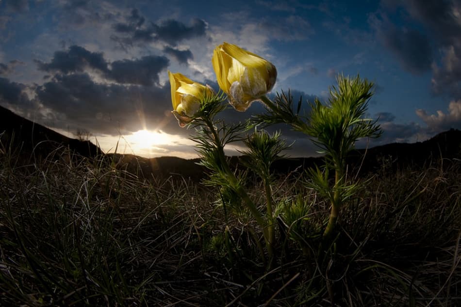 Dramatic Sunset Bloom by Csaba Tokolyi — canvas wall art
