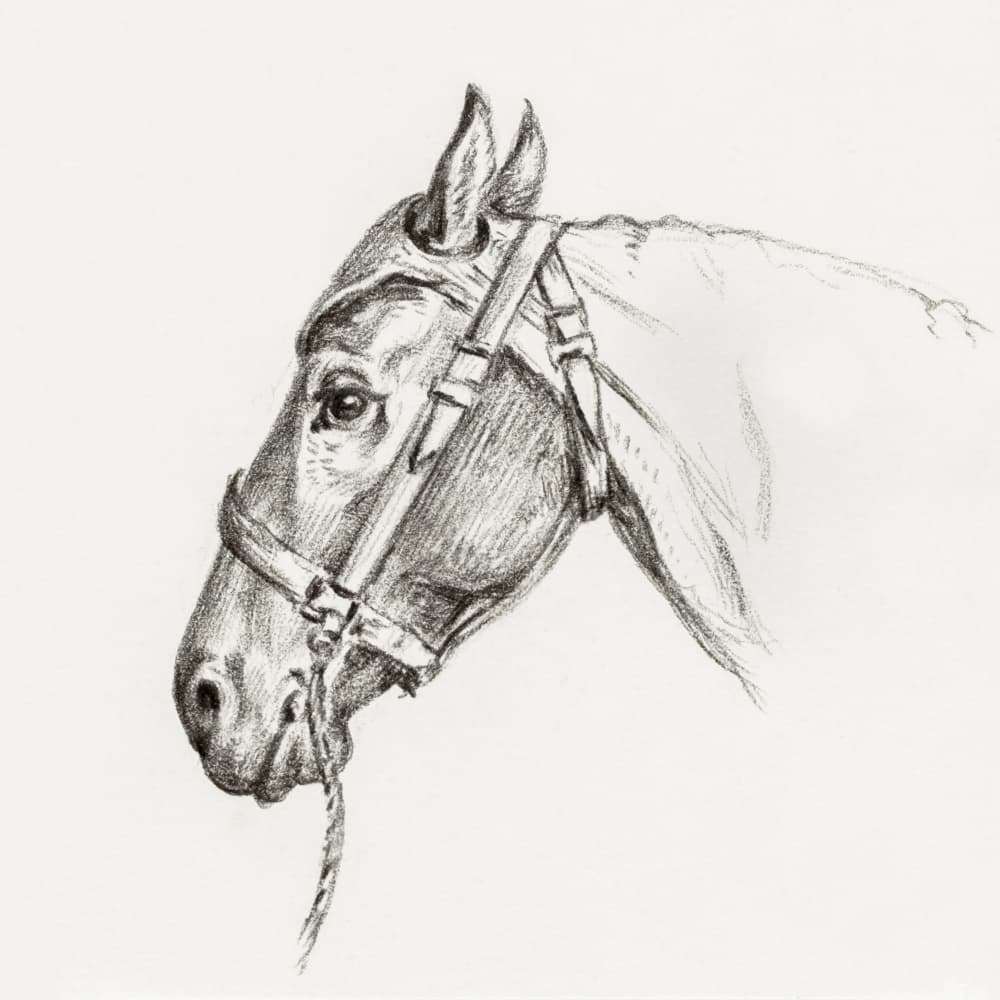 Head of a Horse (1818) by Jean Bernard — canvas wall art