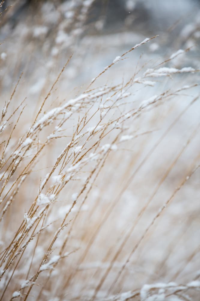 Winter Grass by Mareike Böhmer — canvas wall art