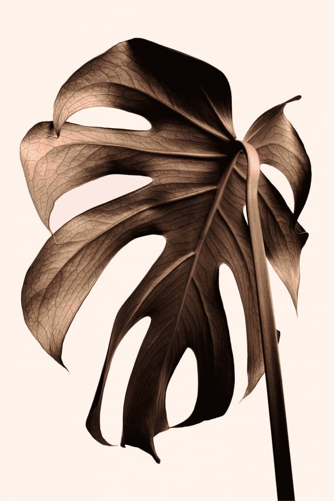 Elegant Monstera Leaf by Old Artists Studio III — canvas wall art