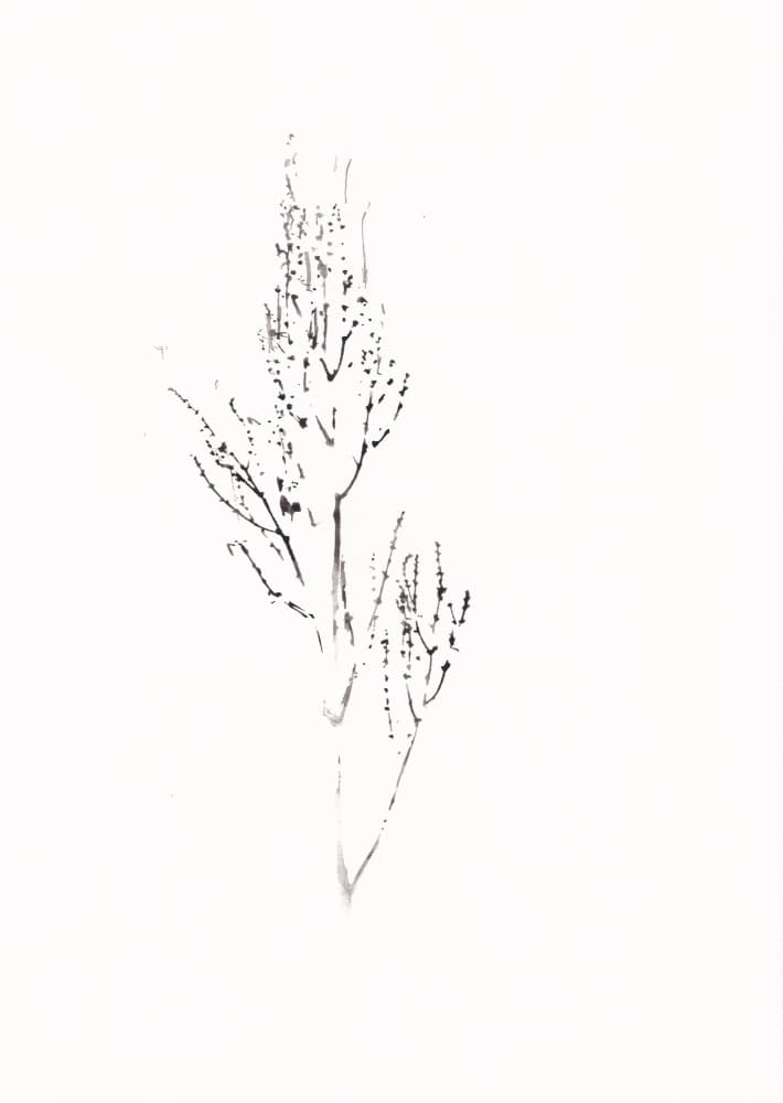 Delicate Botanical Drawing by Maira Ribena — canvas wall art