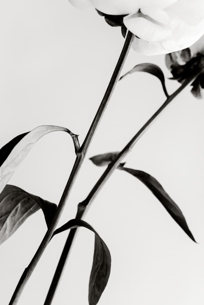 Elegant Peony Stems by Old Artists Studio III — canvas wall art
