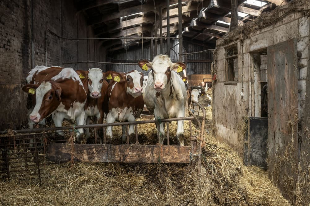 Curious Barn Calves by Gert van den Bosch — canvas wall art