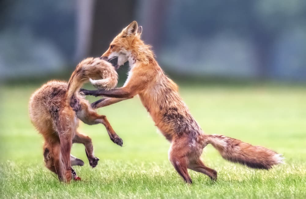 Playful Red Foxes by Jie Fischer — canvas wall art