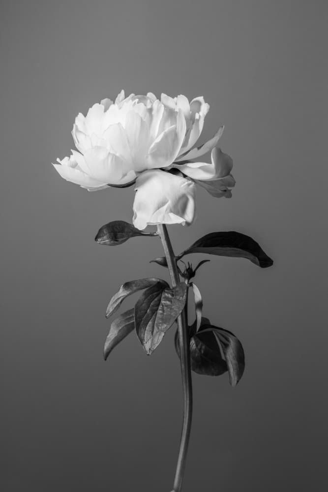 Monochrome Peony Flower by Old Artists Studio III — canvas wall art