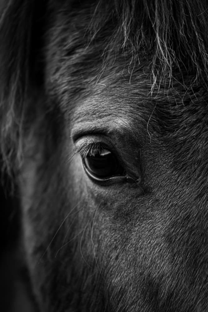 Soulful Equine Eye by Léa Lefebvre — canvas wall art