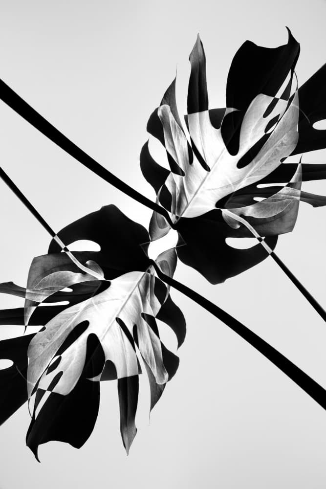 Abstract Monstera Symmetry by Old Artists Studio III — canvas wall art