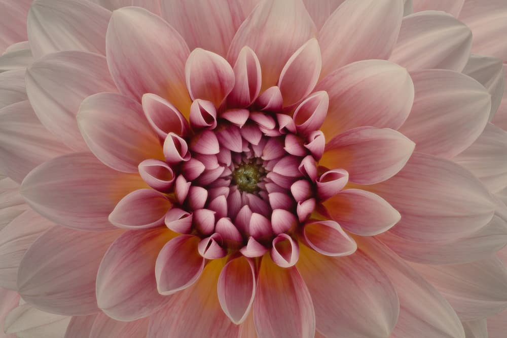 Vibrant Pink Dahlia by Richard Urbanski — canvas wall art
