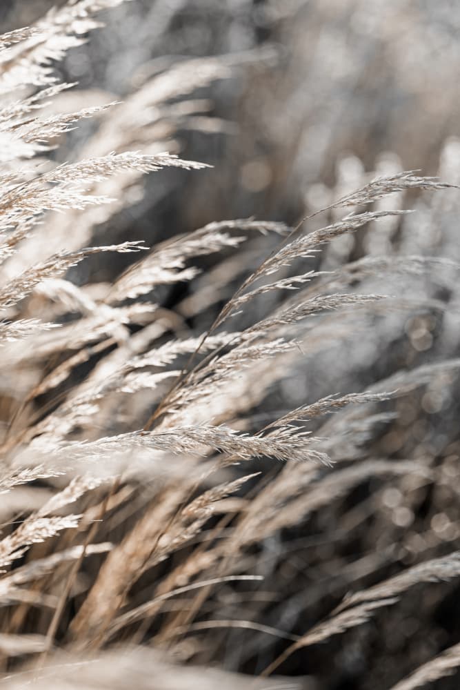 Grass 28 by Mareike Böhmer — canvas wall art