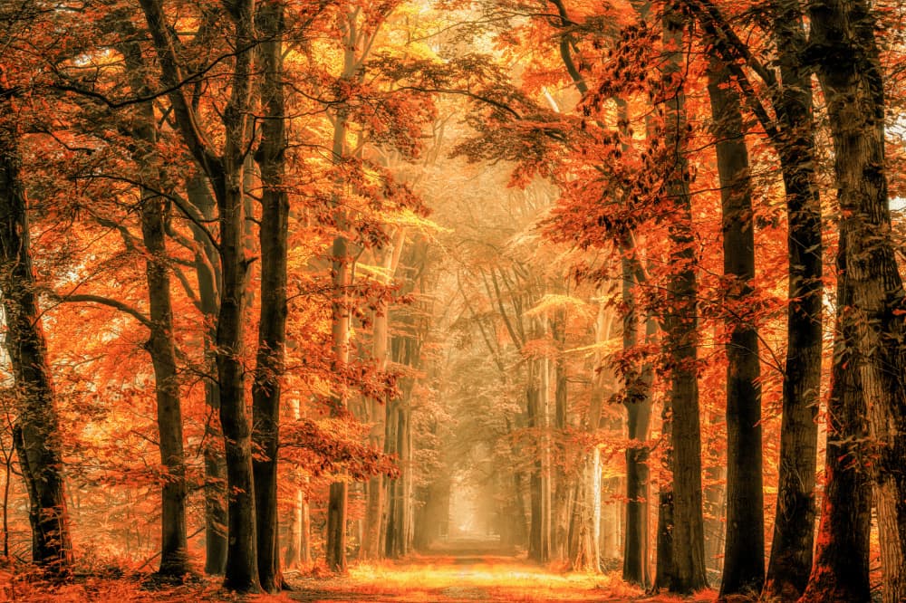 Golden Autumn Forest Path by Lars van de Goor † — canvas wall art