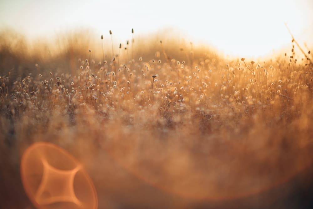 Golden Meadow Light by Javier Pardina — canvas wall art