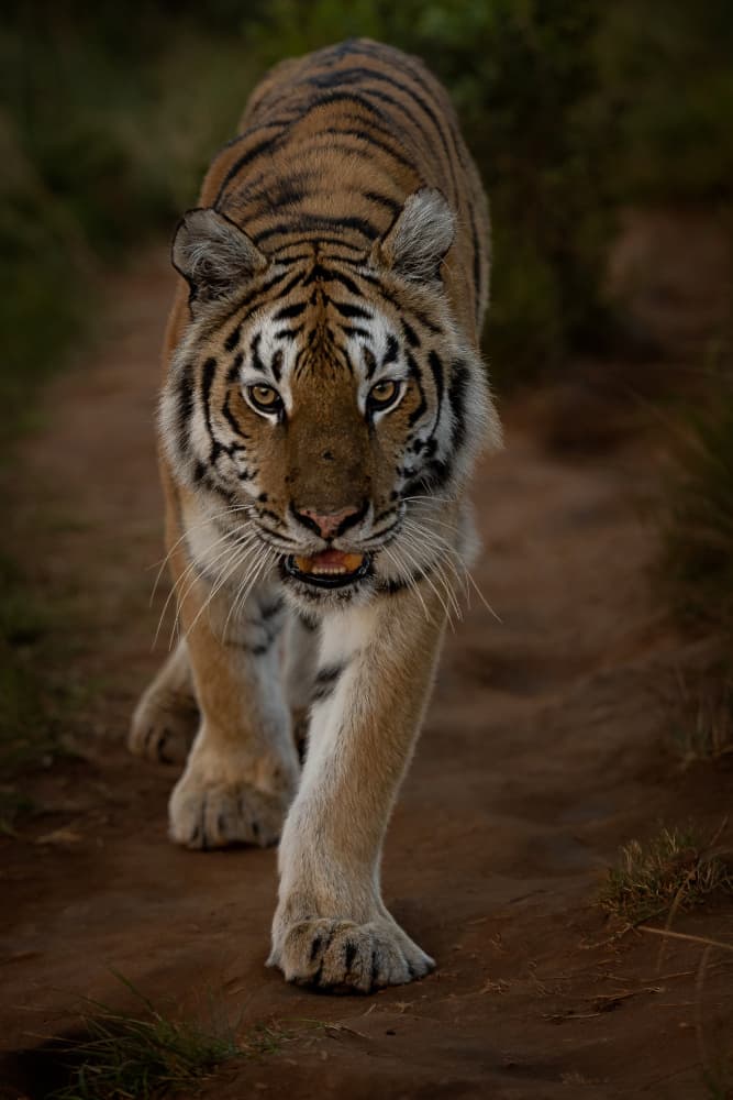 Intense Tiger Gaze by Amnon Eichelberg — canvas wall art