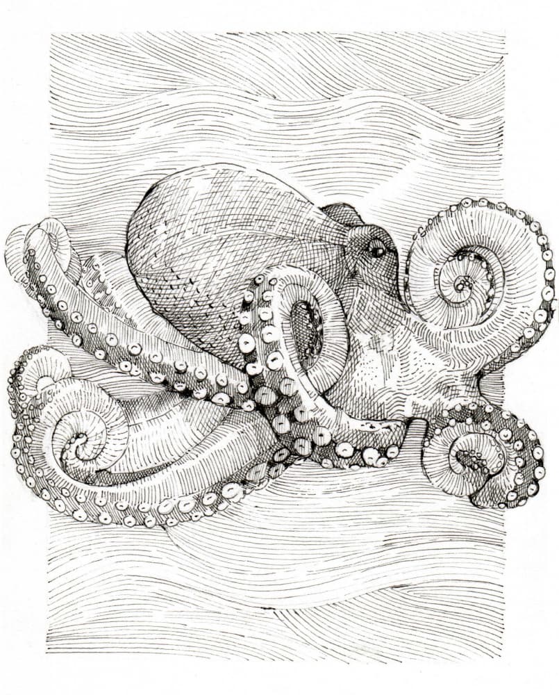 Black and White Octopus Line Drawing by Katie O'Shea — canvas wall art