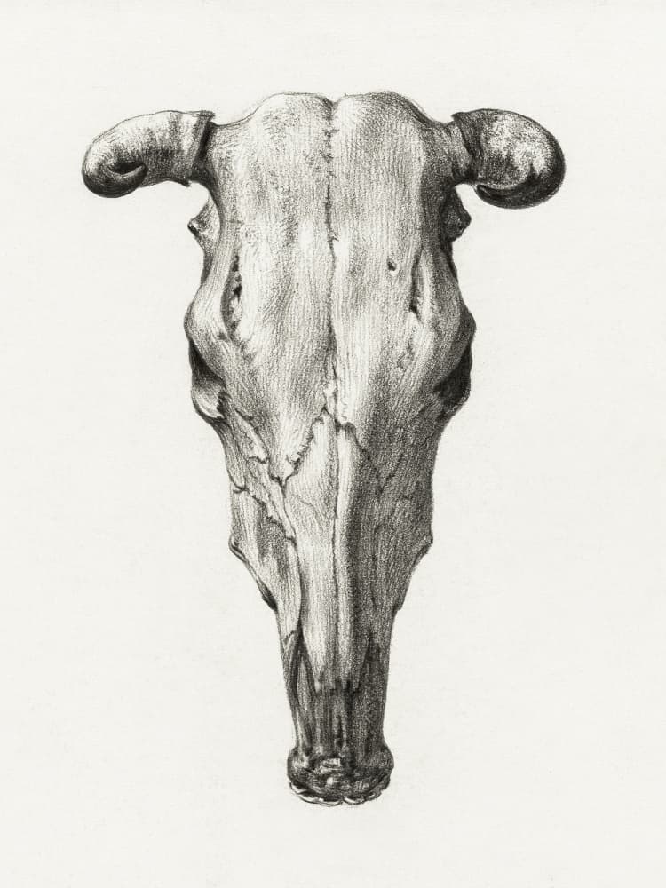Skull of a Cow Front  View(1816) by Jean Bernard — canvas wall art