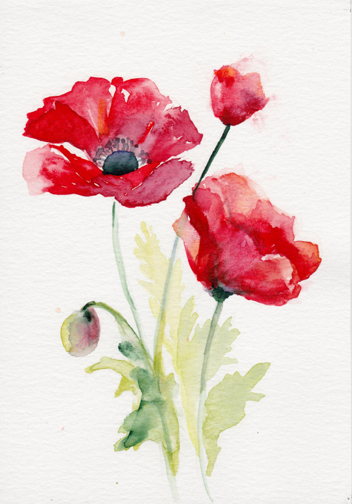 Red Watercolor Poppies by Christine Lindstrom — canvas wall art