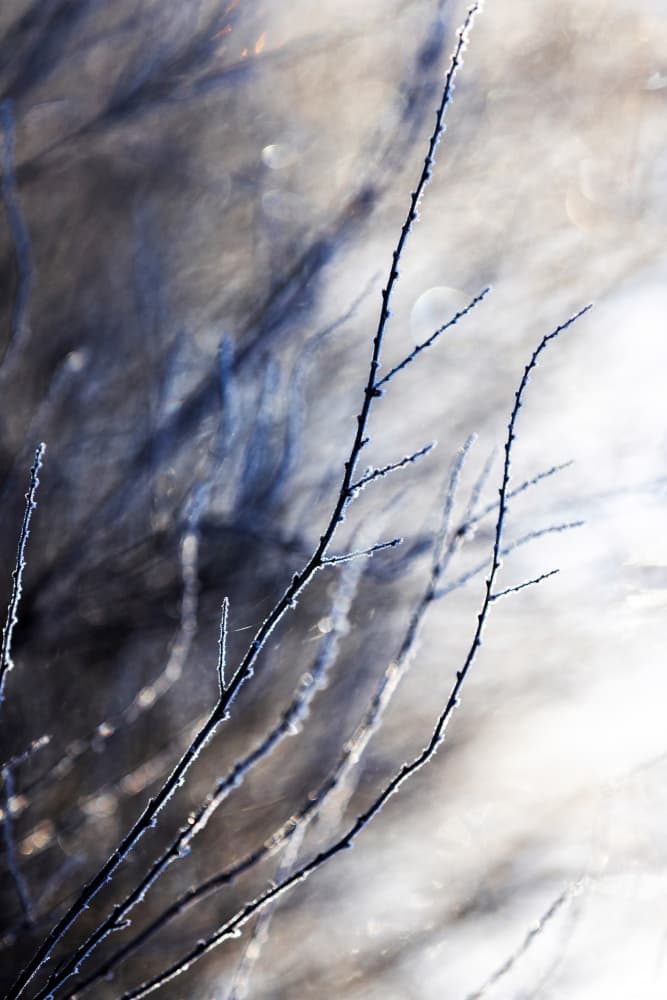A Winter Morning 7 018a4832 by Mareike Böhmer — canvas wall art