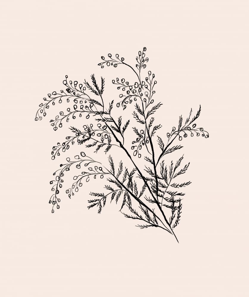 Acacia Botanical Branch by Anis Illustration — canvas wall art