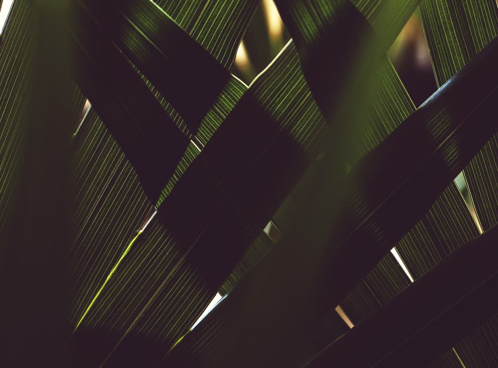 Palm Leaf Pattern by Tim Mossholder — canvas wall art